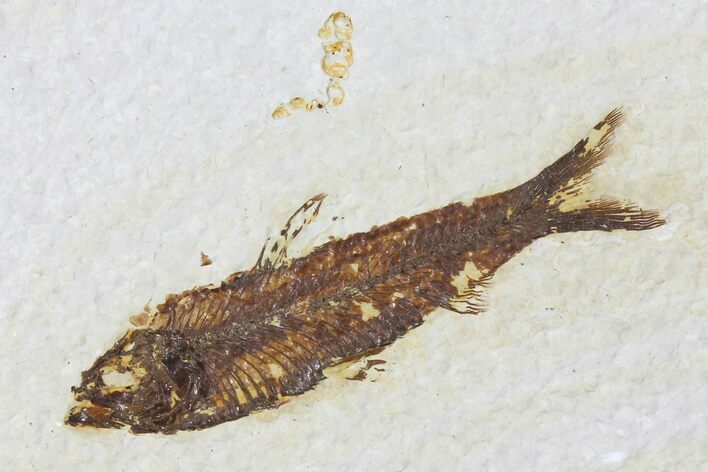 Fossil Fish (Knightia) - Green River Formation #133945